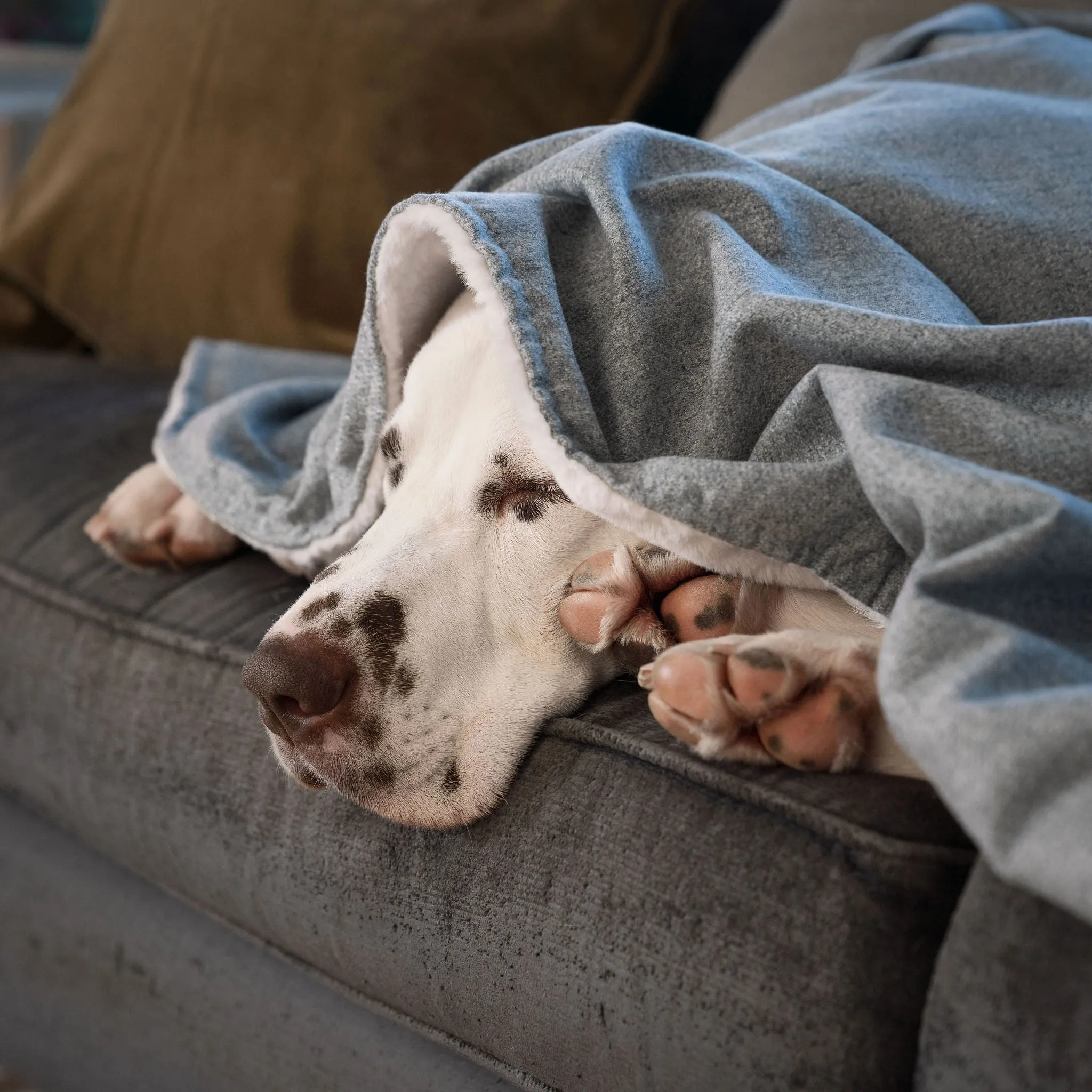 Dog & Puppy Blanket in Inchmurrin Iceberg by Lords & Labradors