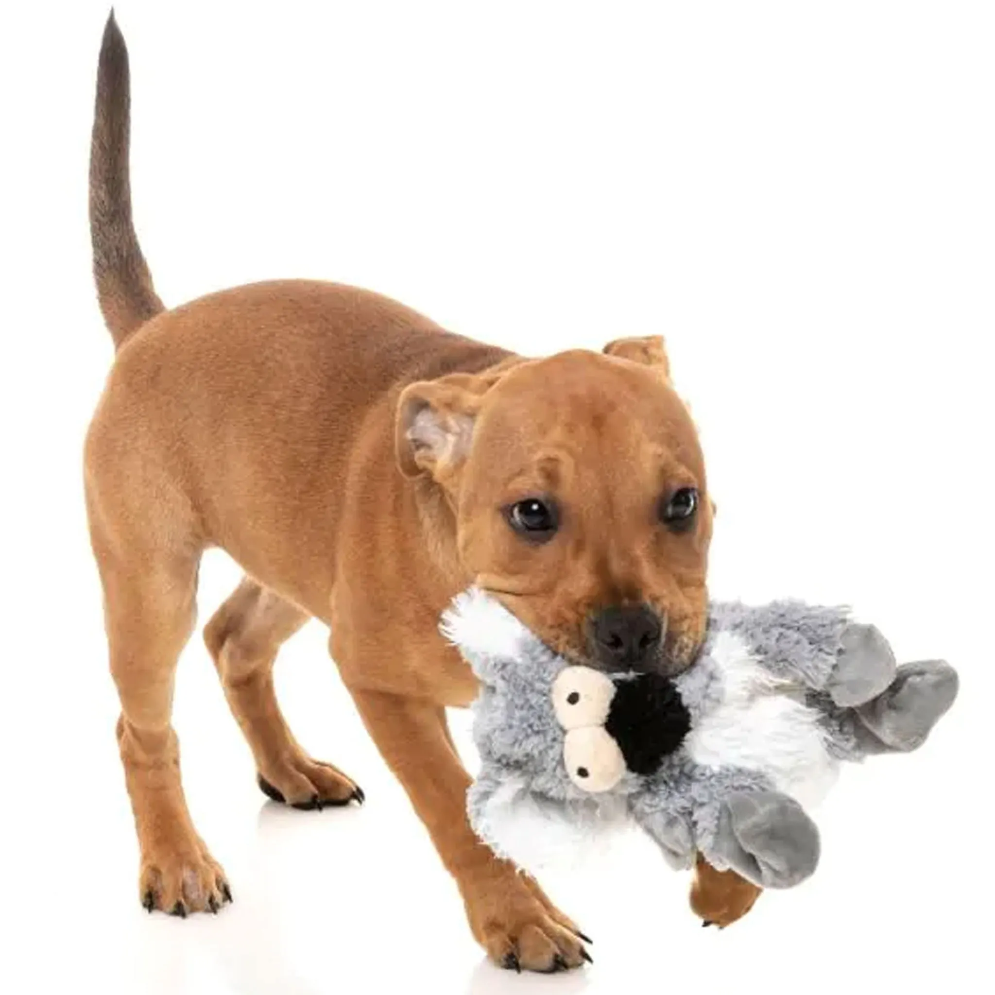 Fuzzyard Flat Out Kana Koala Dog Toy