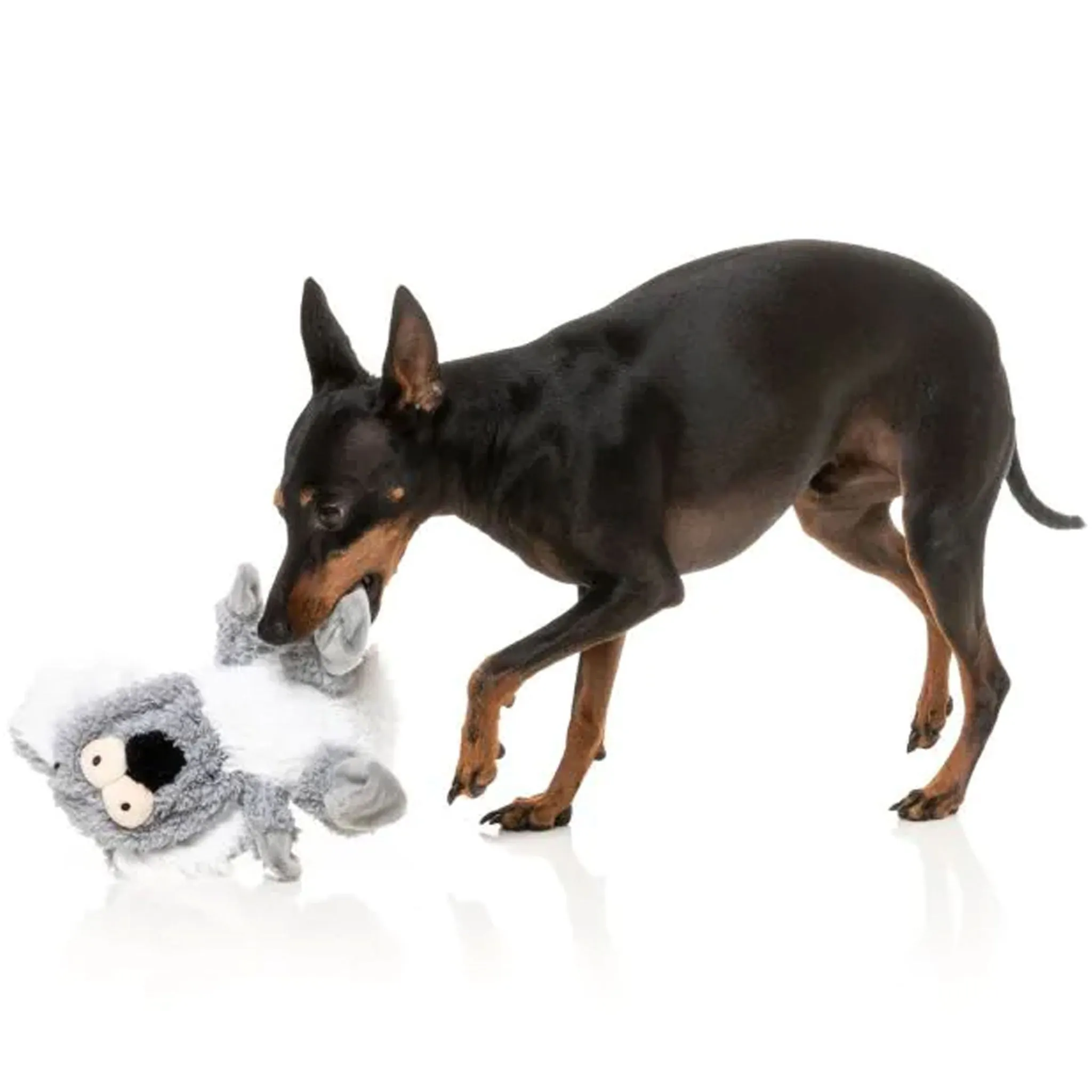 Fuzzyard Flat Out Kana Koala Dog Toy