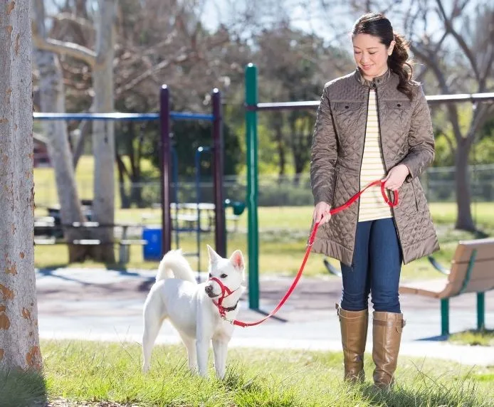 Halti Training Dog Lead (2 colours)