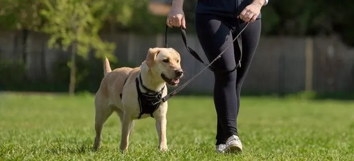 Halti Training Dog Lead (2 colours)