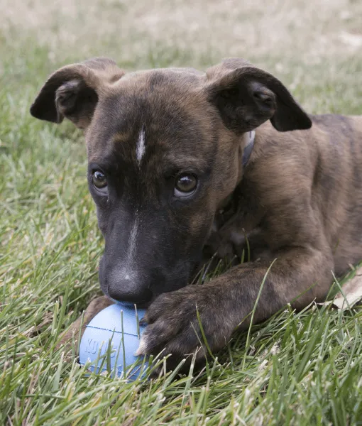 Kong - Puppy Ball With Hole Blue Medium/Large