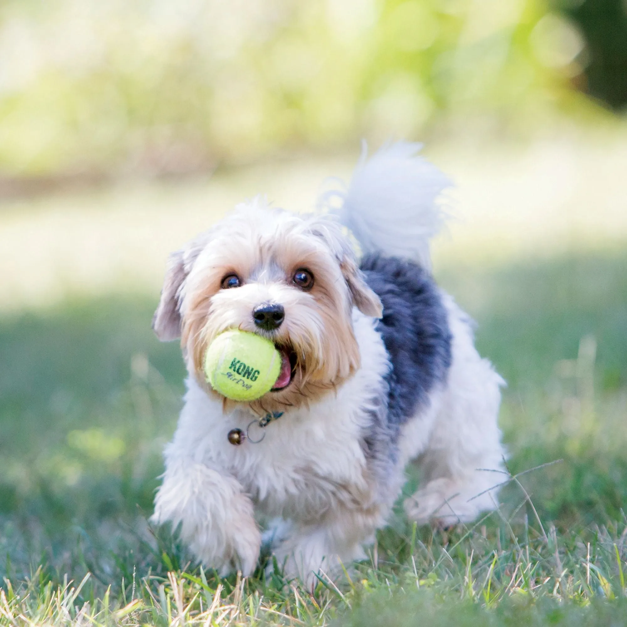 squeaker tennis balls - small